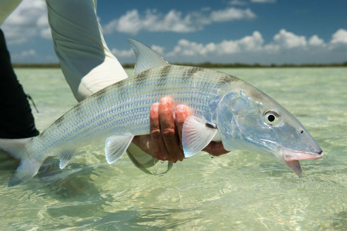 Pesca deportiva isla blanca