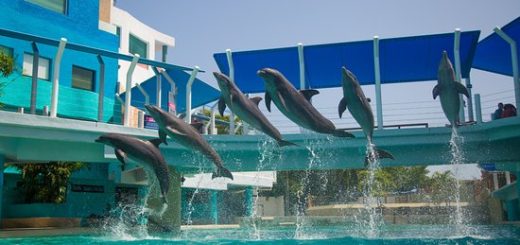 Interactive Aquarium Cancún