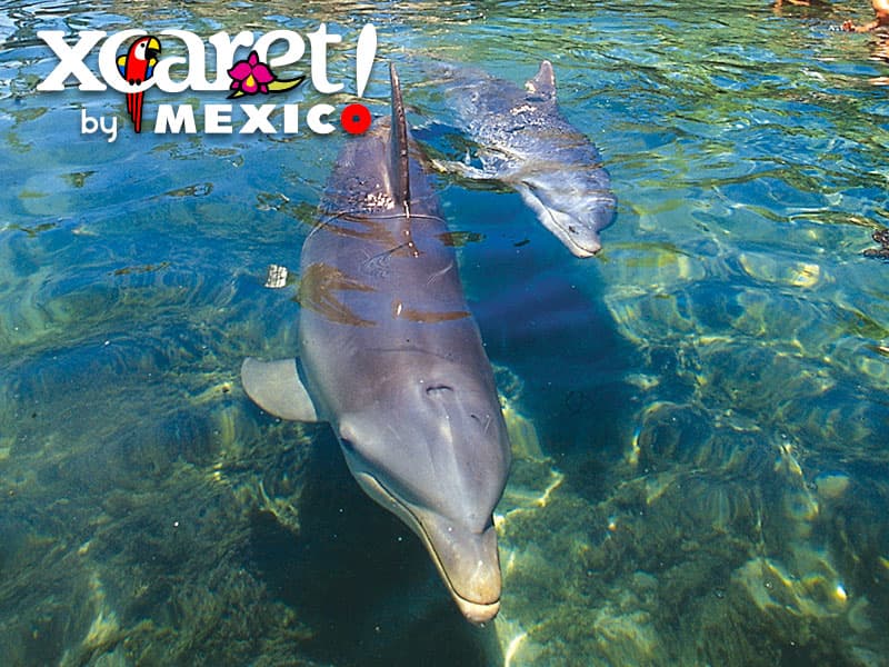 nado con delfines en cancun xcaret