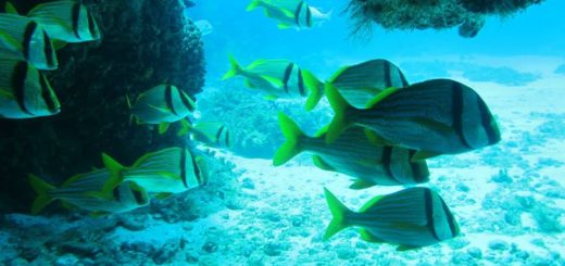 Parque Nacional Costa Occidental de Isla Mujeres