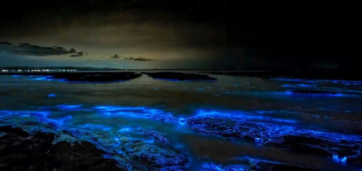 Bioluminiscencia en Holbox: Así puedes ver este fenómeno en el Caribe Mexicano