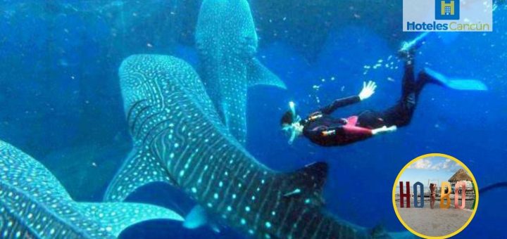 Nado con Tiburón Ballena en Isla Holbox: Vive una experiencia única en el mar