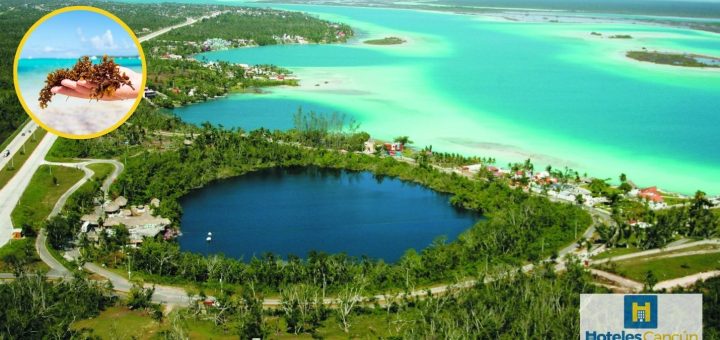Por qué no hay sargazo en Bacalar Aquí te damos la respuesta