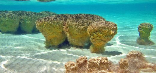 Qué es un estromatolito y por qué debes protegerlo al visitar Bacalar
