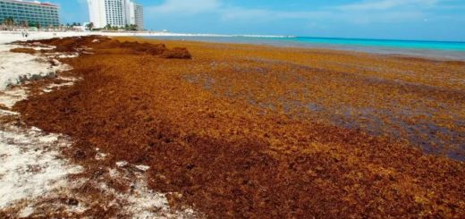Sargazo Cancún 2025: ¿Qué es y por qué es un problema?