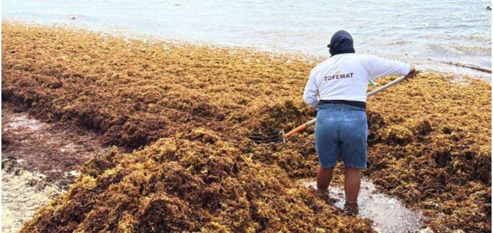 Quintana Roo: Anuncian posible Parque de Economía Circular del Sargazo