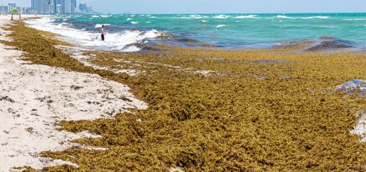 Cancún 2025: Llega en tres días el sargazo equivalente a un mes