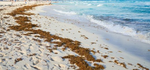 Cancún 2026: Reconocen hoteleros que cancelaciones son por sargazo