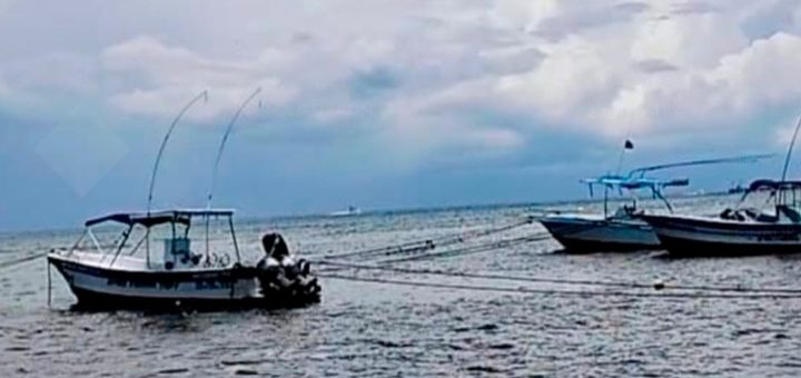 Playa del Carmen: Sargazo afecta embarcaciones turísticas