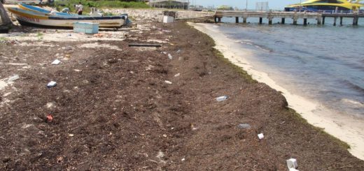 Puerto Juárez: Sargazo ahuyenta turismo y bañistas