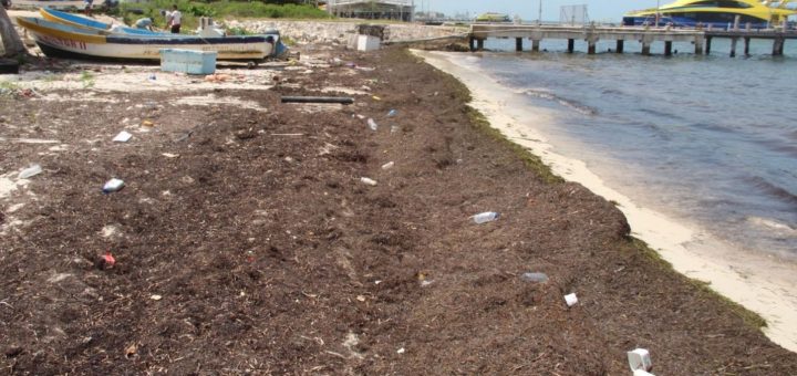 Puerto Juárez: Sargazo ahuyenta turismo y bañistas