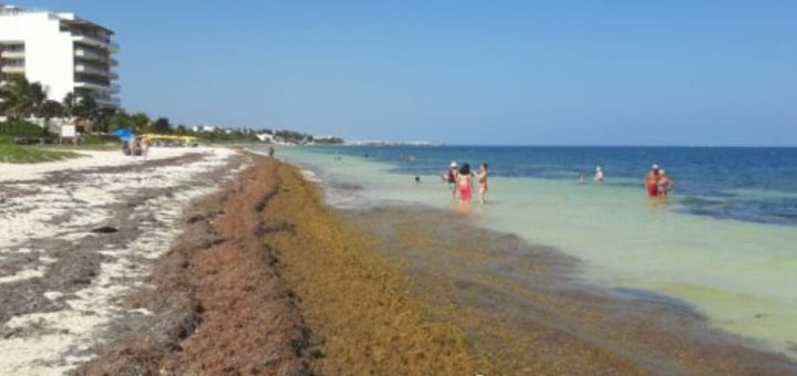 Sargazo 2025: Mahahual recibe 390 toneladas en solo seis días
