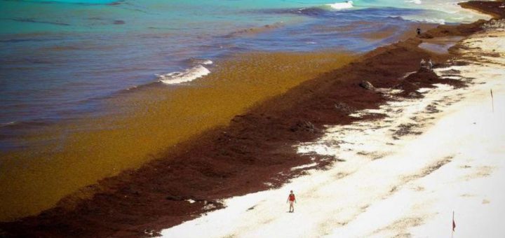 Sargazo 2025: ¿Peligra el turismo en el Caribe Mexicano