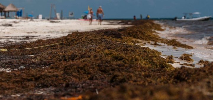Tulum recoge 850 toneladas de sargazo en julio