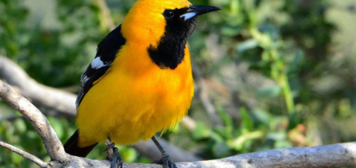 Avistamiento de aves en Quintana Roo: el turismo de naturaleza que gana terreno