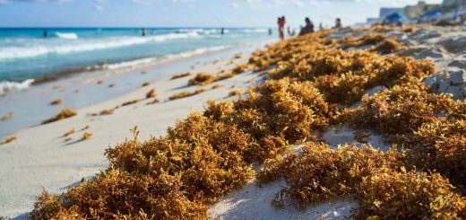 Claudia Sheinbaum habla del turismo en Quintana Roo