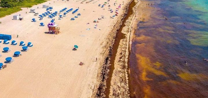 Playa del Carmen: Colocan barrera antisargazo ¿dónde está?