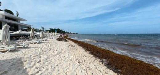 ¿Qué pasaría en Cancún si no se atendiera el sargazo?