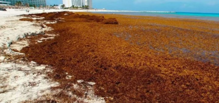 Sargazo afecta turismo en Cancún, dijo la Secretaría de Turismo