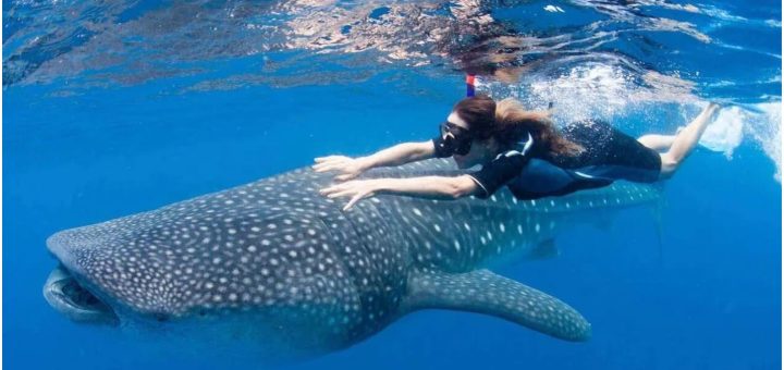 Tiburón Ballena 2025: ¿Cuáles son los mejores tours?
