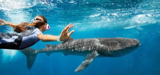 Tiburón Ballena en Cancún: Así es este tour natural