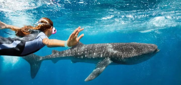 Tiburón Ballena en Cancún: Así es este tour natural
