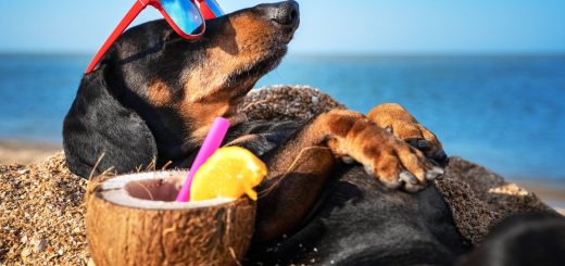 Turismo Pet Friendly ¿Qué es y por qué beneficia a Cancún?