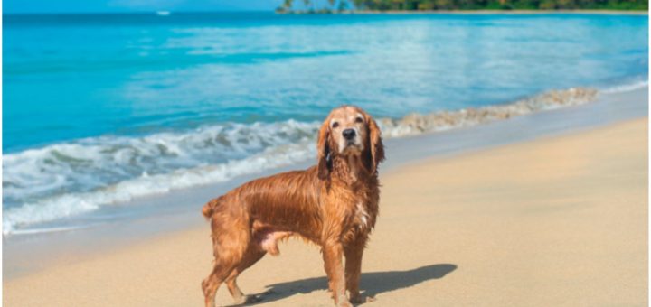 Turismo Pet-Friendly aumenta en Caribe Mexicano
