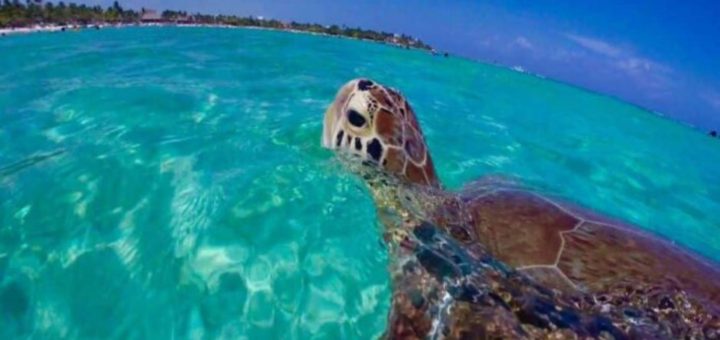 Bahía de Akumal: Estos hoteles están cerca de lo natural