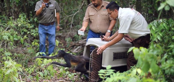Akumal Monkey Sanctuary & Rescued Animals: Hogar seguro para la fauna