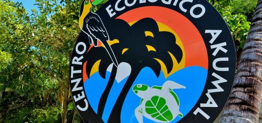 Centro Ecológico Akumal: ¿Qué es y qué puedes hacer?