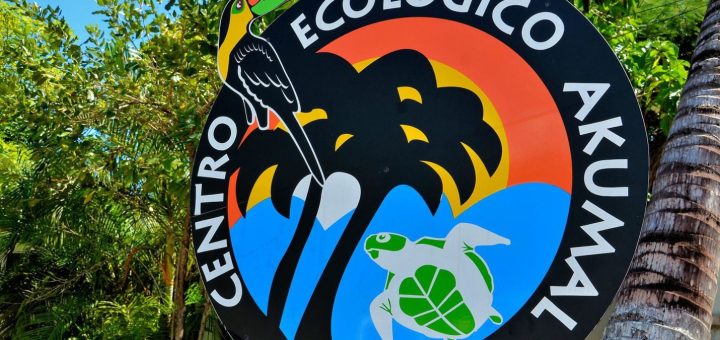 Centro Ecológico Akumal: ¿Qué es y qué puedes hacer?
